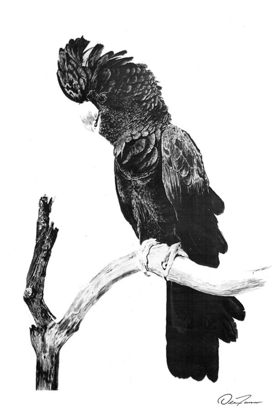 Cockatoo - Looking Left