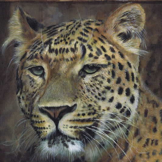 Leopard